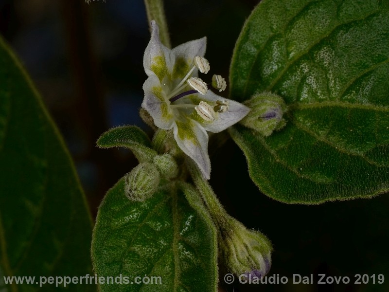 eshbaughii_001_fiore_07.jpg