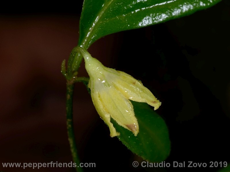 http://www.pepperfriends.com/bolivia2019/neei/immagini/neei_001_fiore_01.jpg