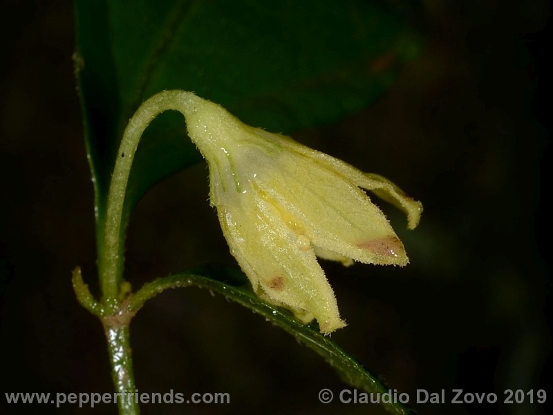 neei_001_fiore_02.jpg