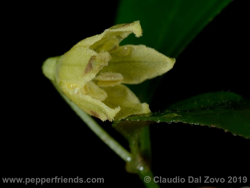 neei_001_fiore_03.jpg