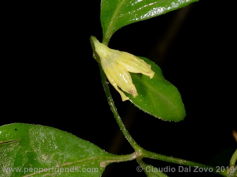 neei_001_fiore_04.jpg
