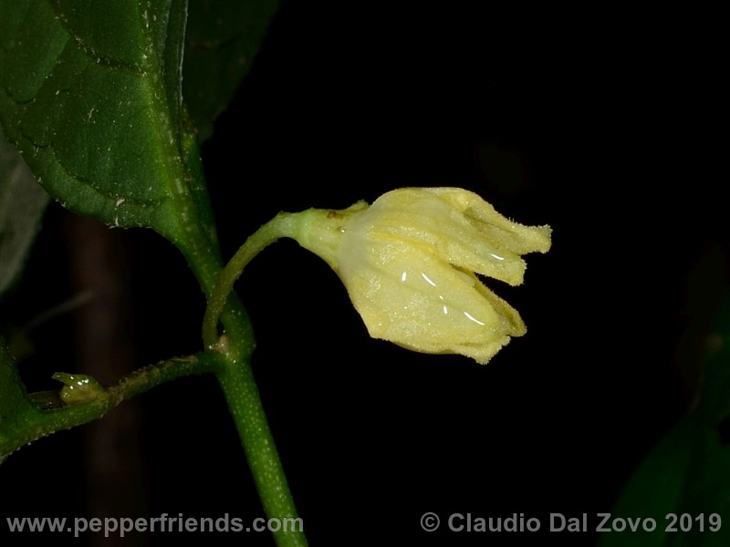 neei_001_fiore_10.jpg
