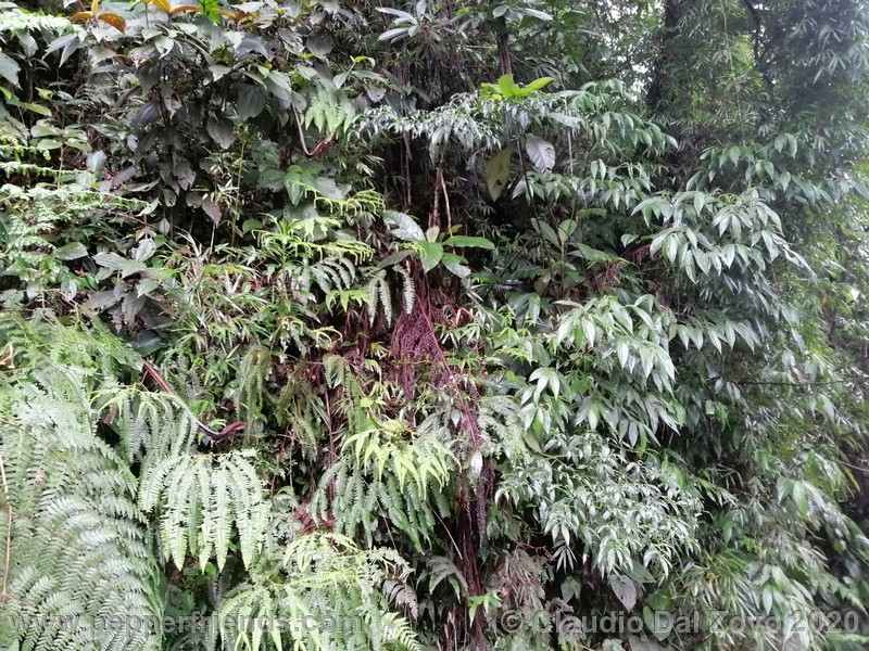 edentatum_pianta_01.jpg