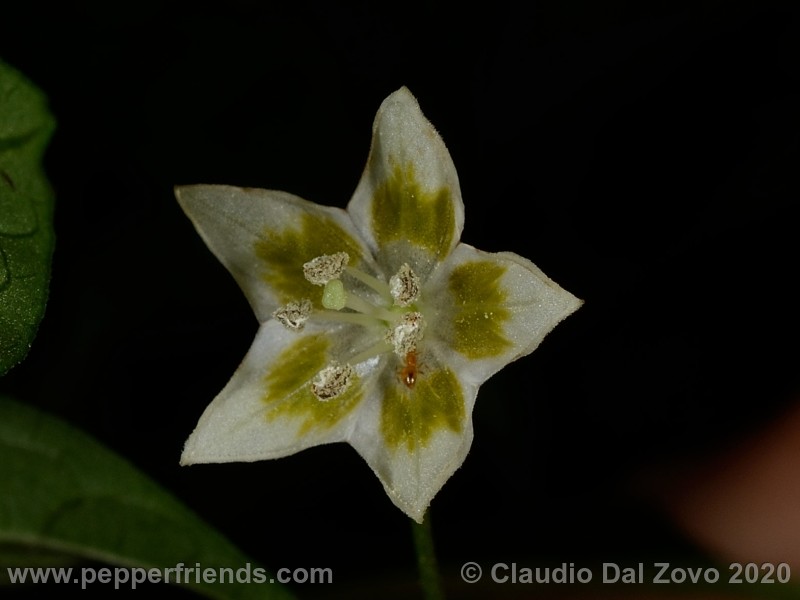schottianum_fiore_02.jpg