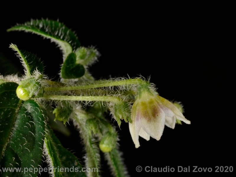 villosum_fiore-lato_04.jpg