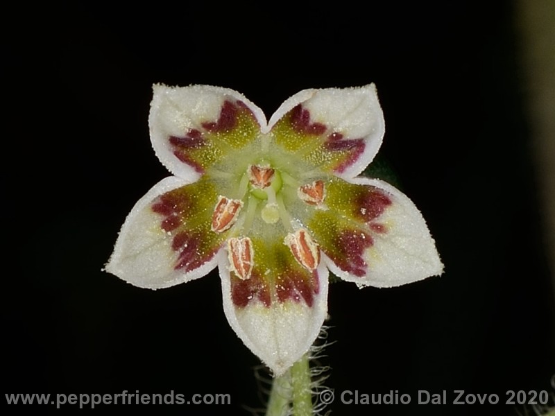 villosum_fiore_08.jpg