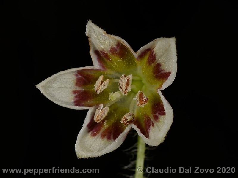 villosum_fiore_09.jpg