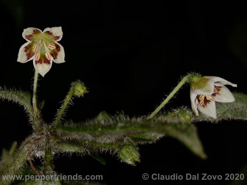 villosum_fiori_01.jpg