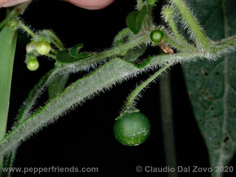 villosum_frutto-boccioli_03.jpg