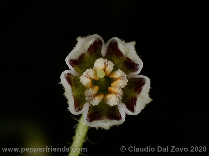 villosum_fiore_01.jpg
