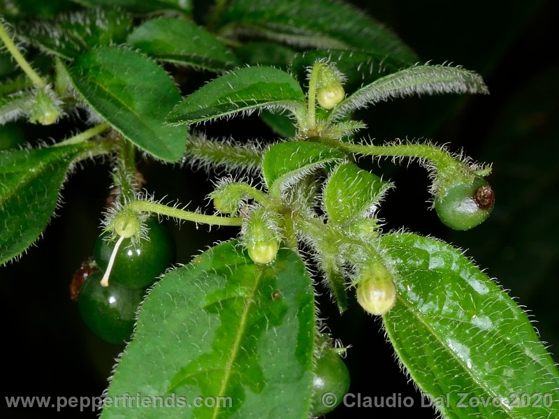 villosum_frutti-boccioli_04.jpg