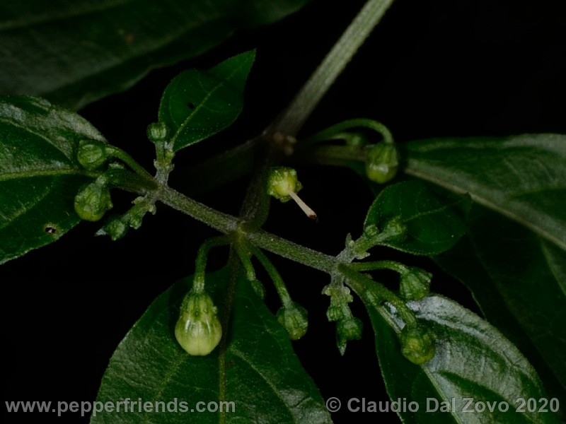 schottianum_boccioli-frutticino_01.jpg