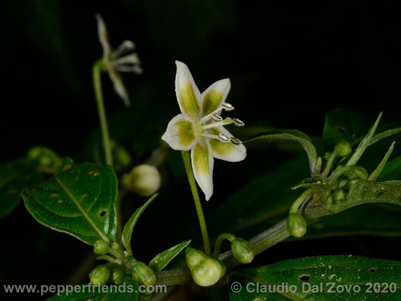schottianum_fiore-lato_01.jpg