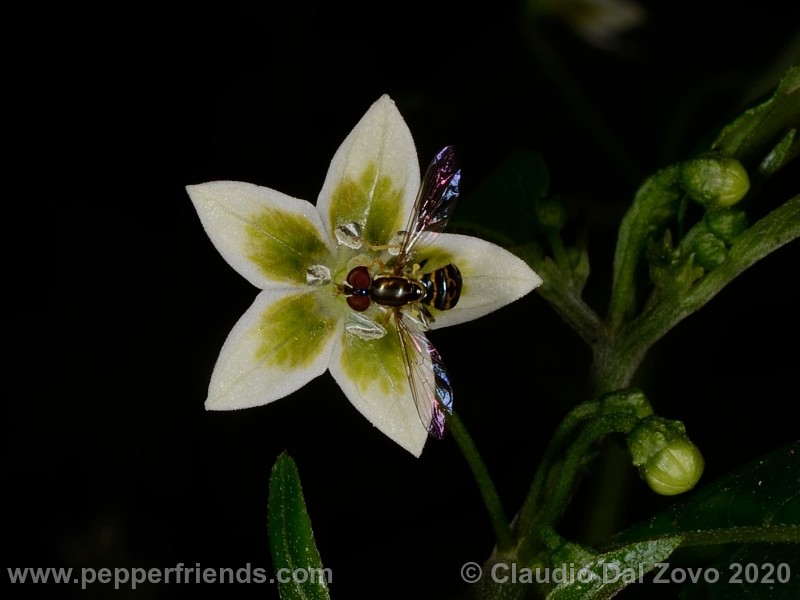 schottianum_fiore_04.jpg