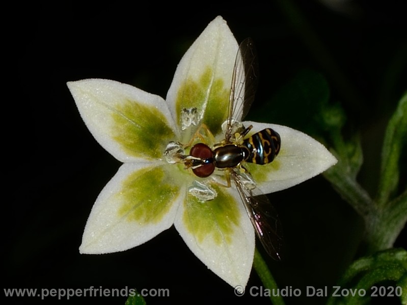 schottianum_fiore_05.jpg