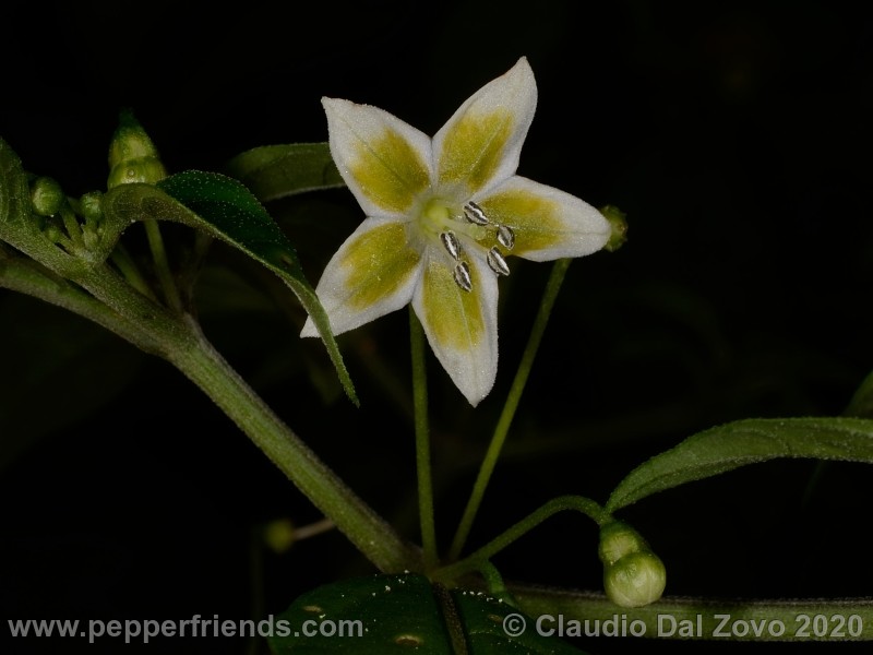 schottianum_fiore_07.jpg