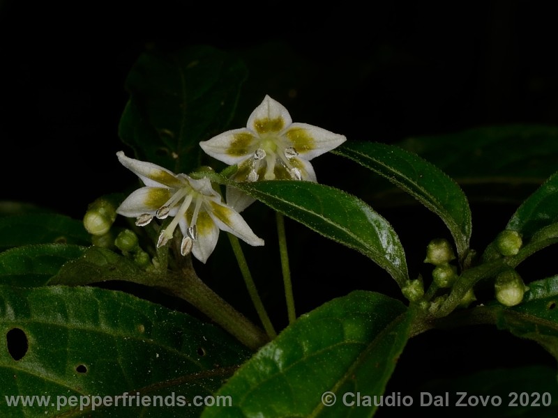 schottianum_fiori_01.jpg