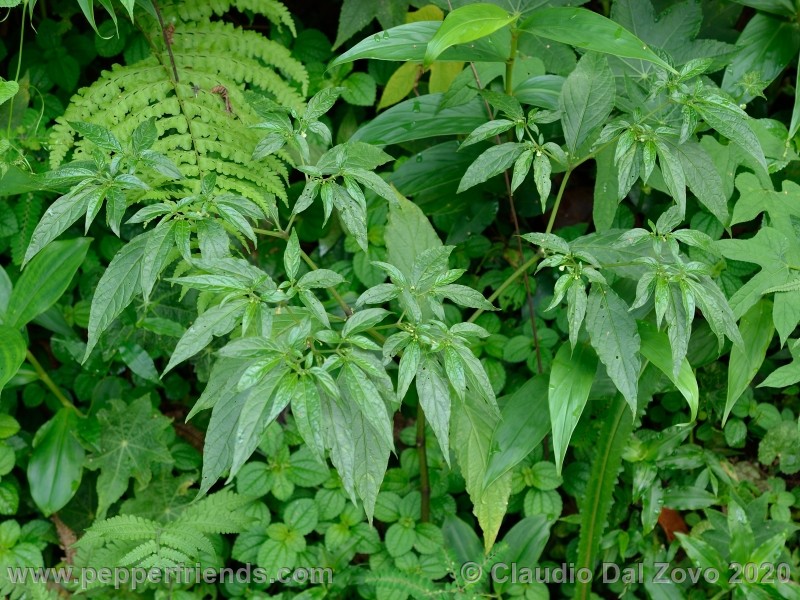 schottianum_foglie_03.jpg