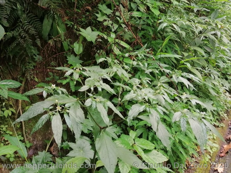 schottianum_pianta_01.jpg