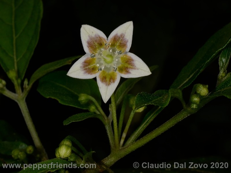 schottianum_rosso-fiore_01.jpg