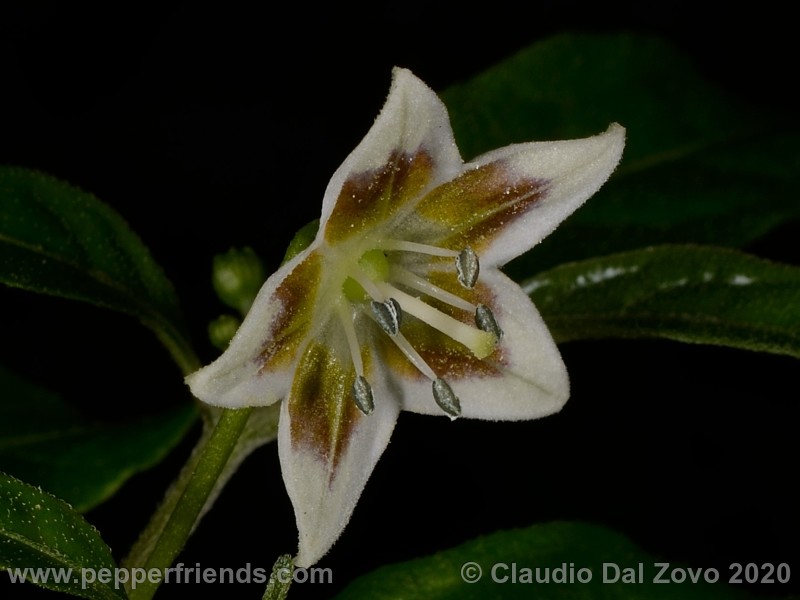 schottianum_rosso-fiore_02.jpg