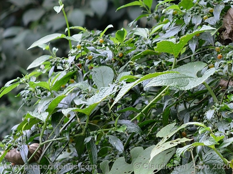 schottianum_rosso-frutti-pianta_01.jpg