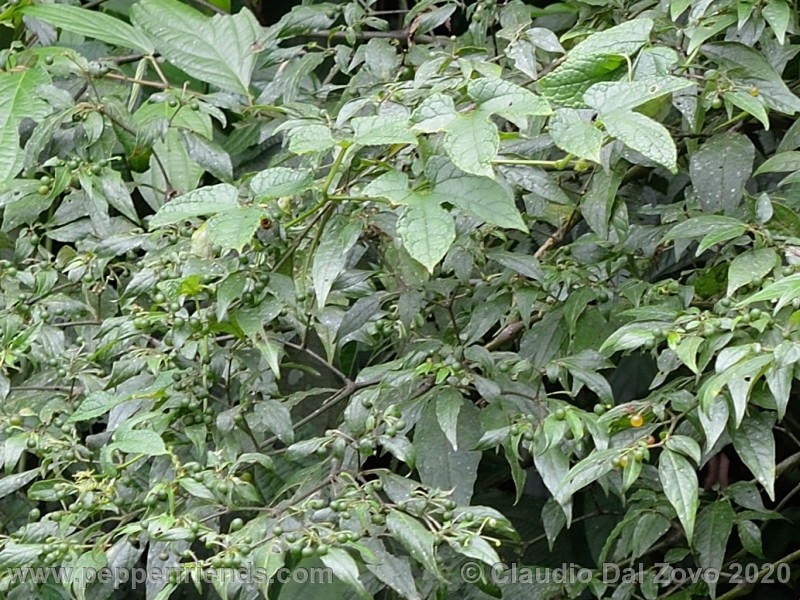 schottianum_rosso-frutti-pianta_03.jpg