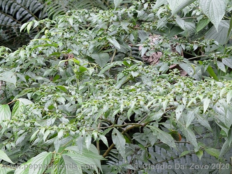 schottianum_rosso-frutti-pianta_04.jpg