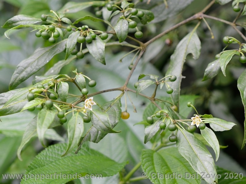 schottianum_rosso-frutti-pianta_06.jpg