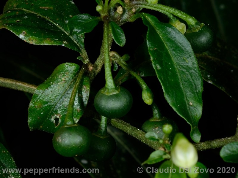 schottianum_rosso-frutti_01.jpg