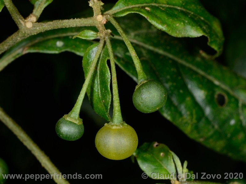 schottianum_rosso-frutti_03.jpg