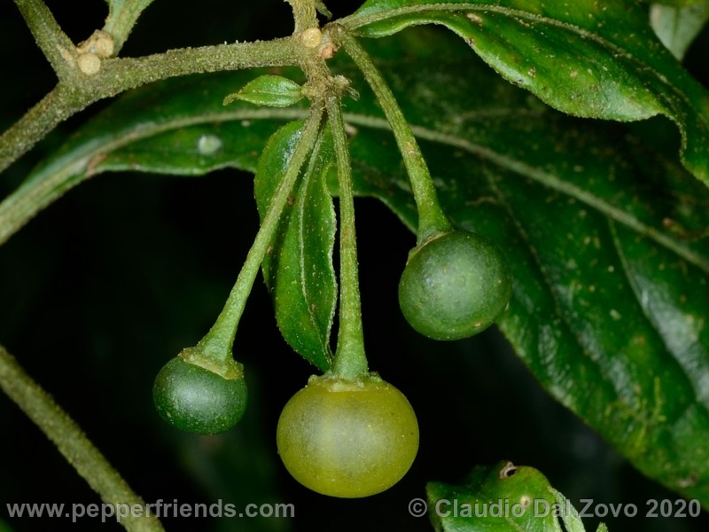 schottianum_rosso-frutti_05.jpg