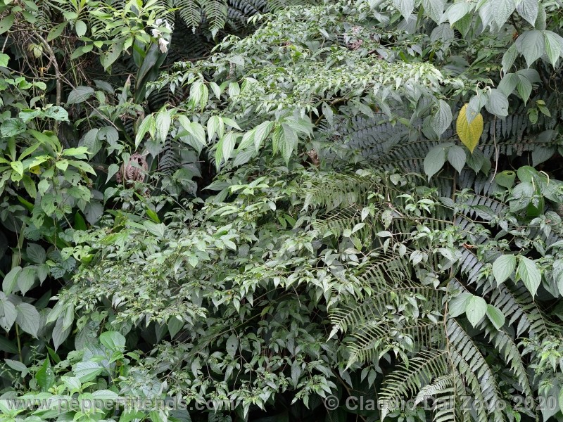 schottianum_rosso-pianta_04.jpg