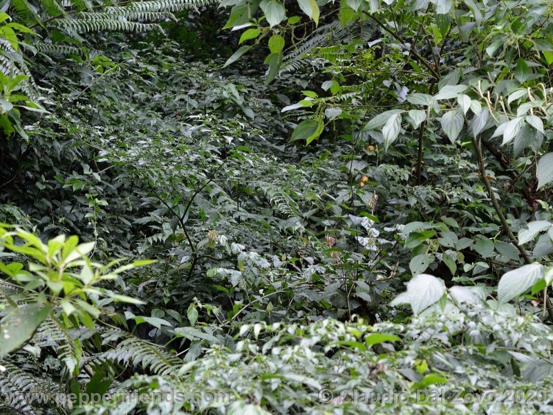 schottianum_rosso-pianta_05.jpg