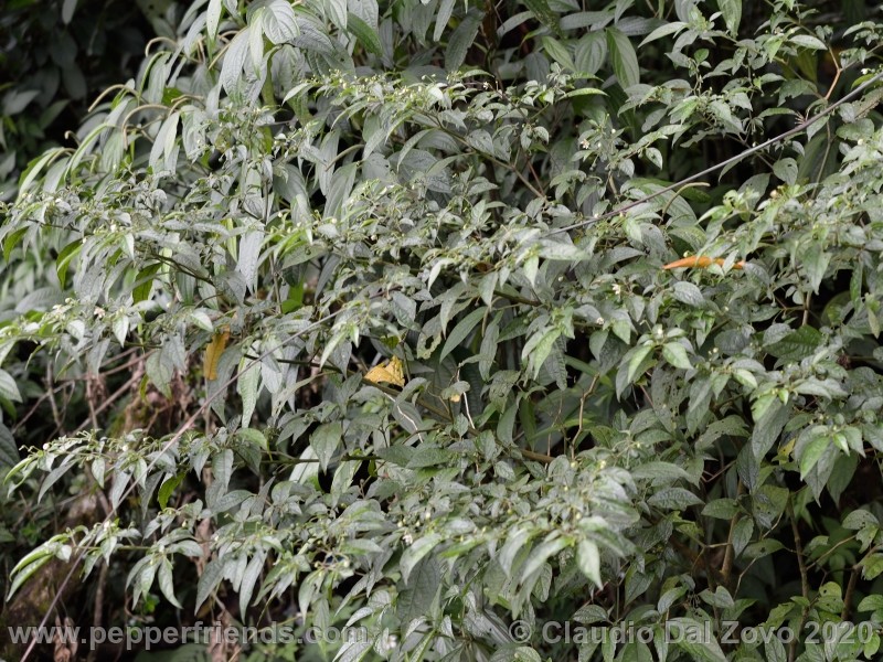 schottianum_rosso-pianta_08.jpg