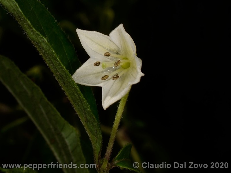 cornutum_fiore_05.jpg