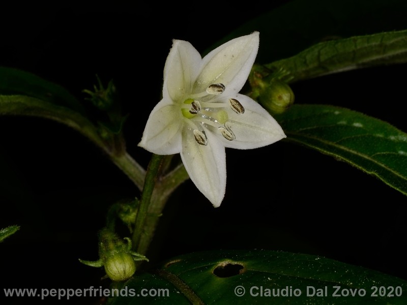 cornutum_fiore_08.jpg