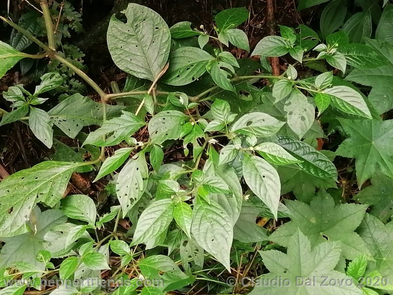 cornutum_pianta_03.jpg