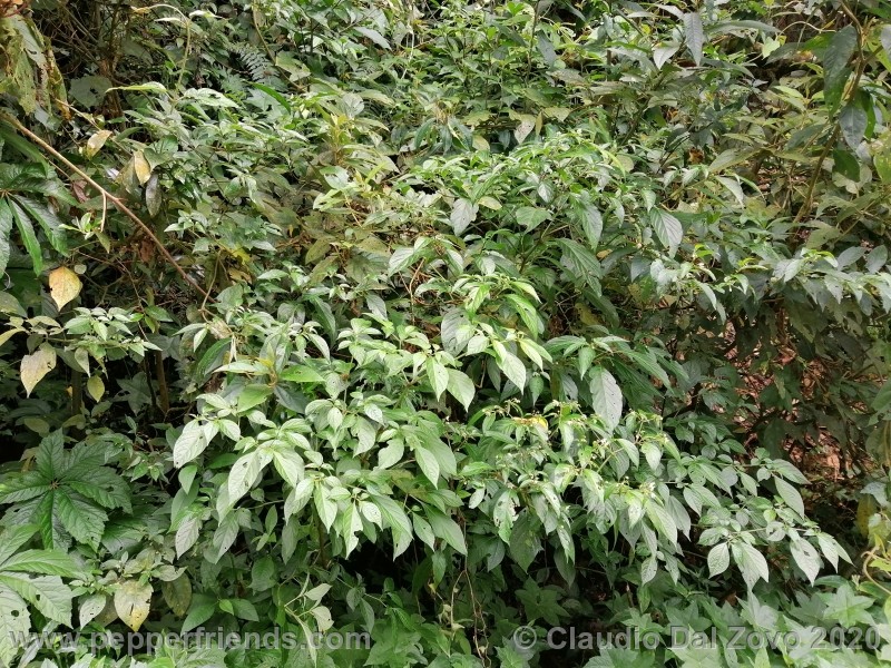 cornutum_pianta_05.jpg