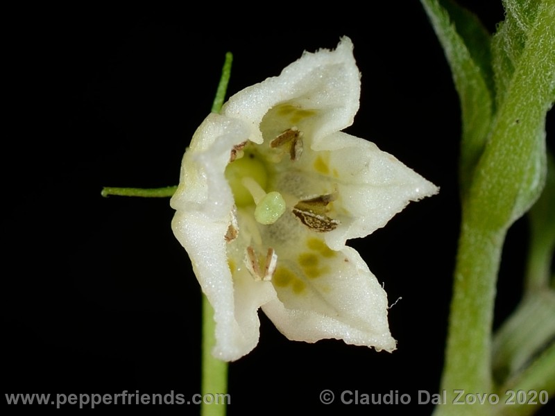 cornutum_fiore_01.jpg