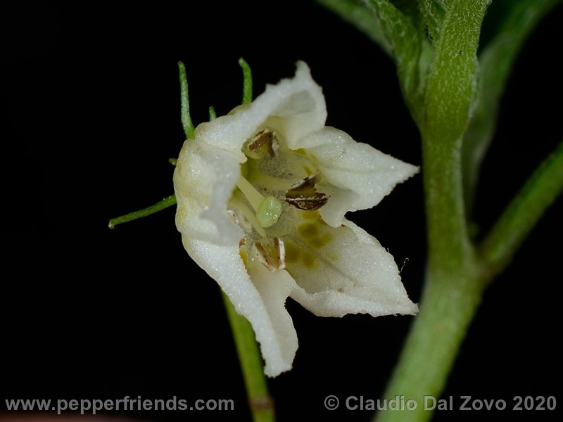 cornutum_fiore_02.jpg