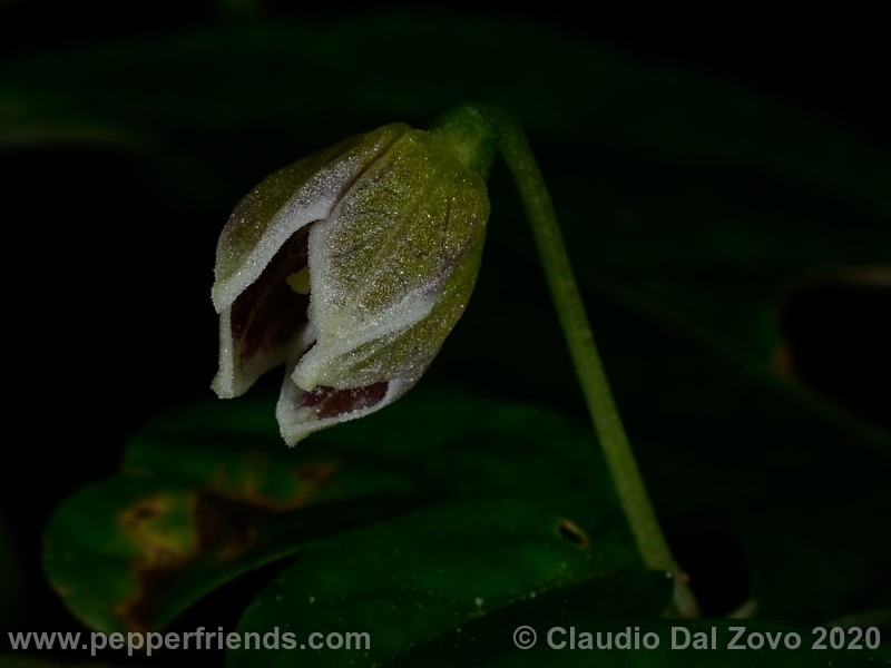 buforum_fiore-chiuso_02.jpg