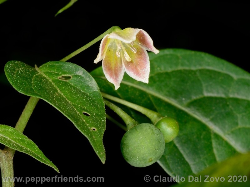 buforum_fiore-frutti_01.jpg