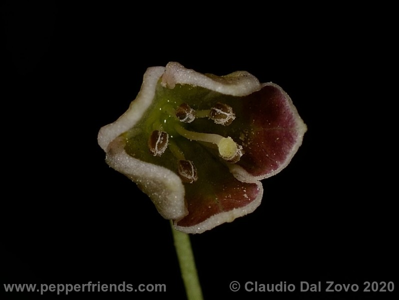 buforum_fiore_03.jpg