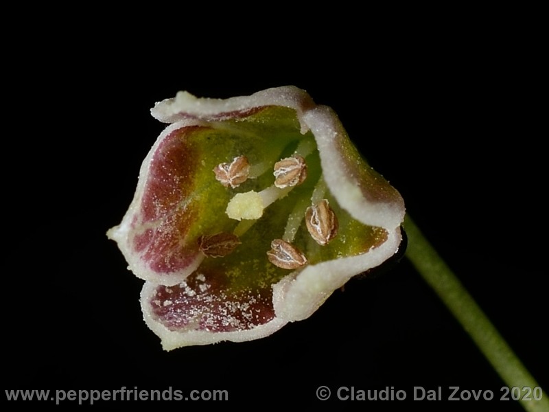 buforum_fiore_05.jpg