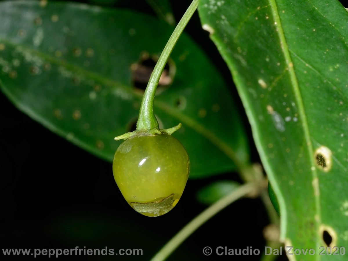 buforum_glabra-frutto_01.jpg