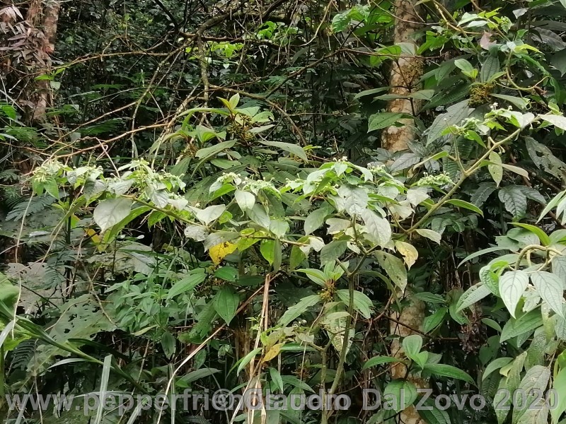buforum_pianta-intermedia_01.jpg