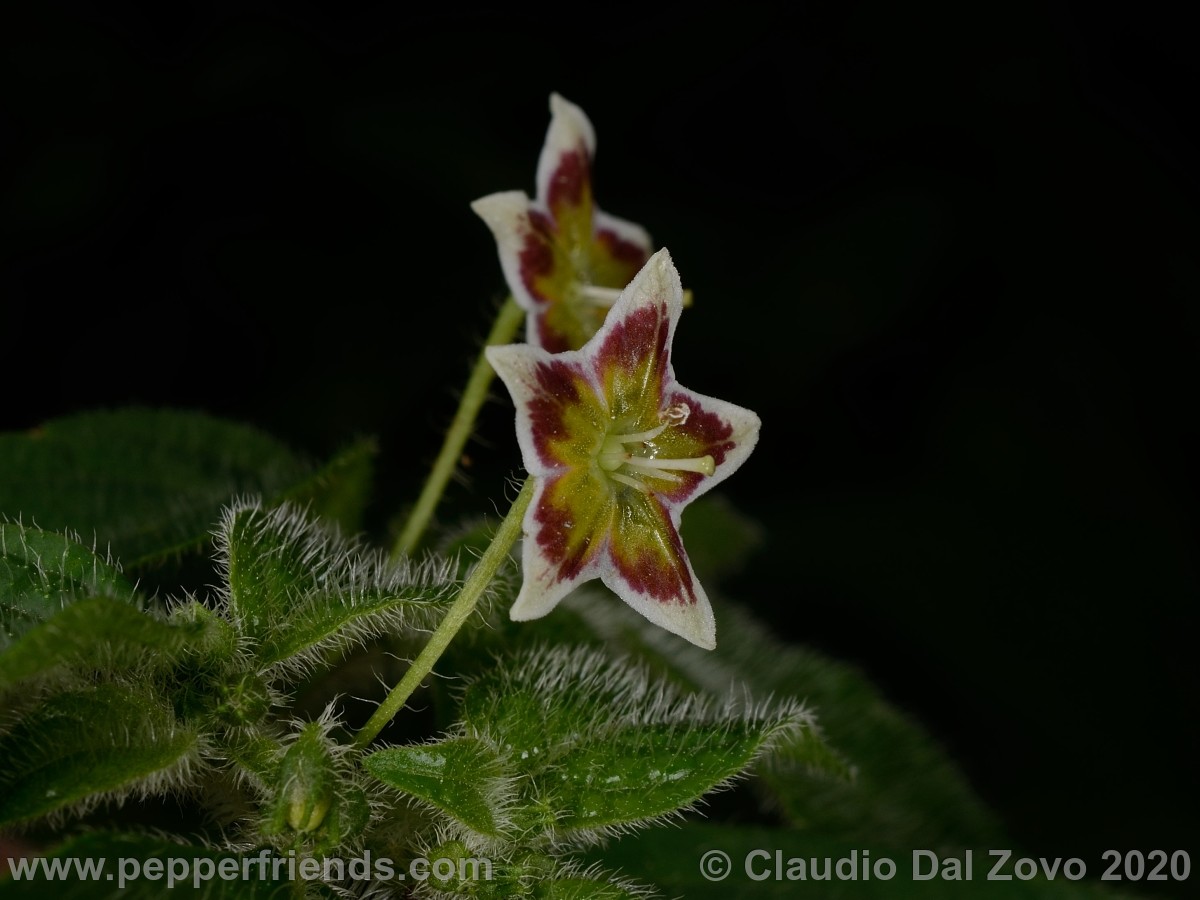 buforum_villosa-fiore_03.jpg