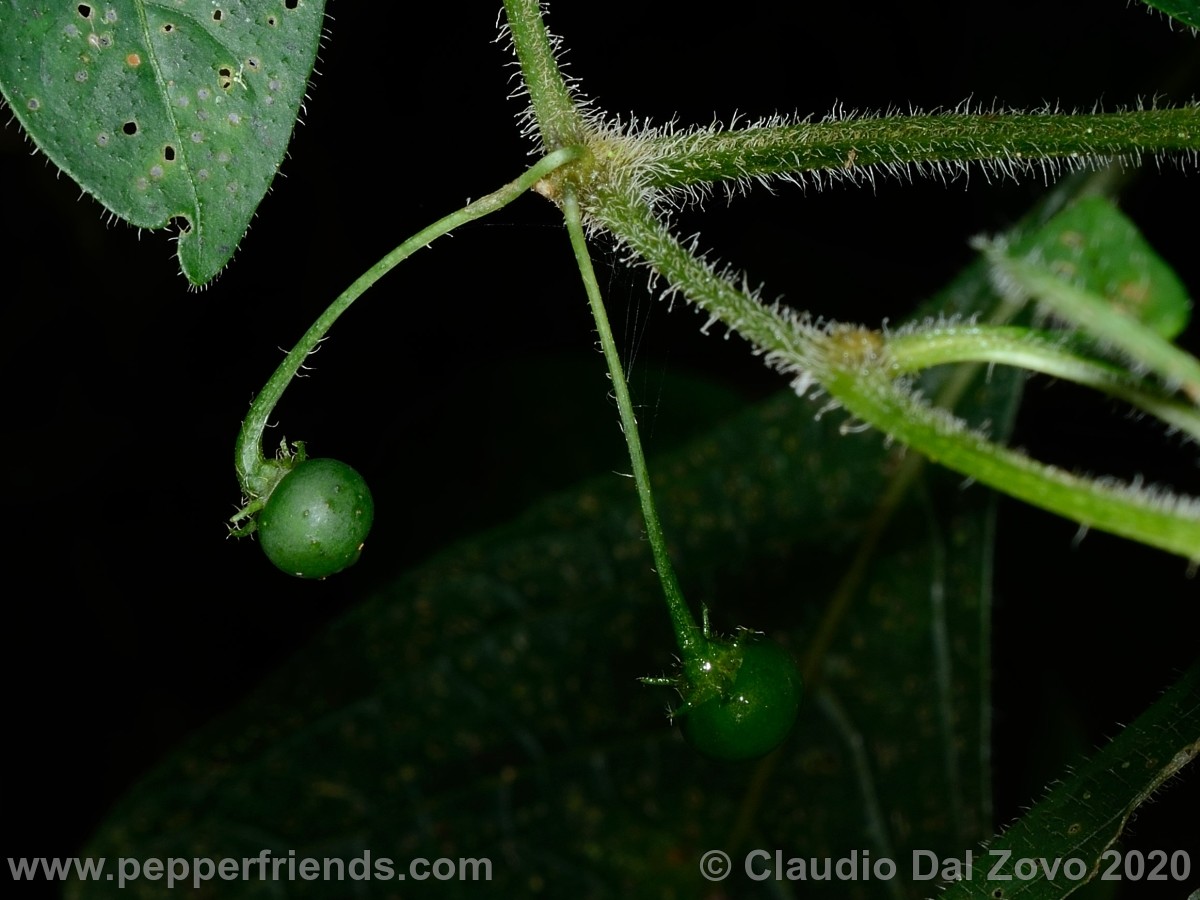 buforum_villosa-frutti_01.jpg