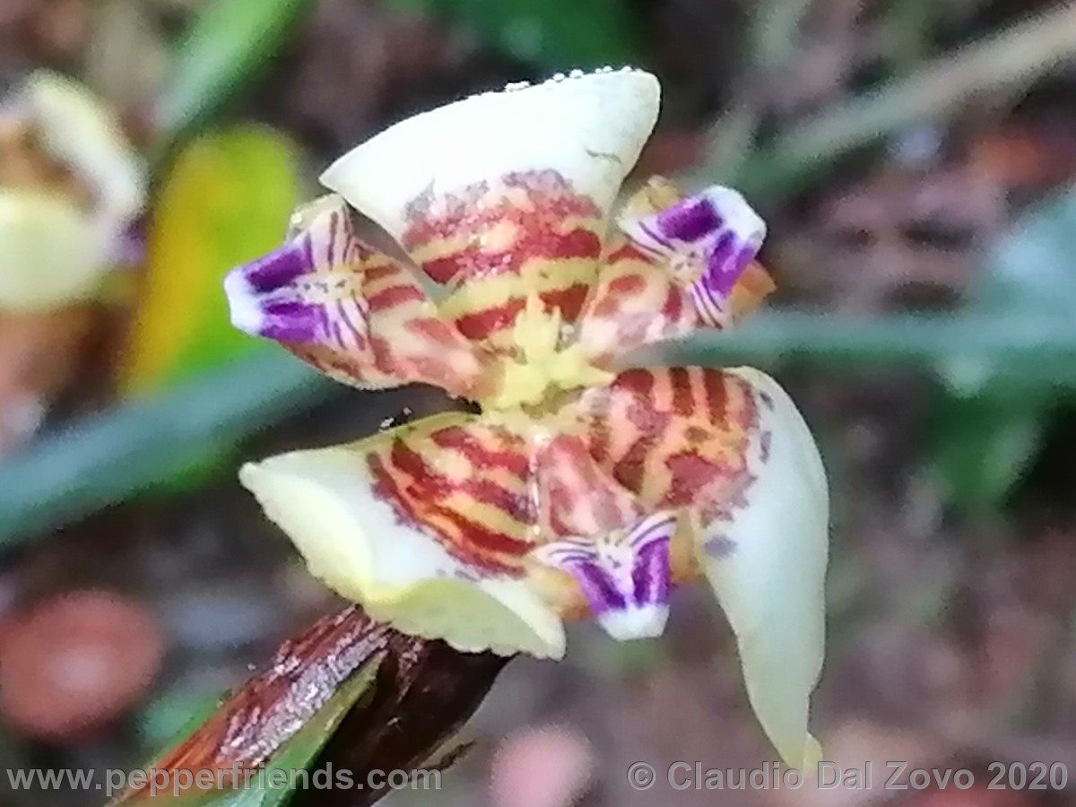 orchidea.jpg